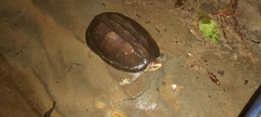 Kinosternon scorpioides