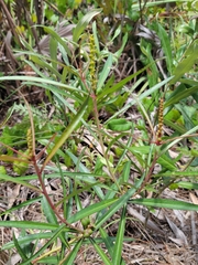 Stillingia sylvatica tenuis