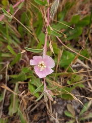Clarkia davyi