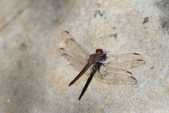 Crocothemis divisa