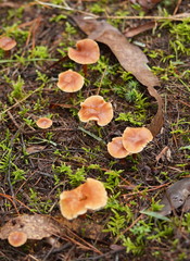 Lentinellus tasmanicus