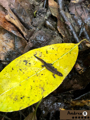 Lepidoblepharis sanctaemartae