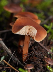 Lentinellus tasmanicus