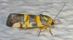Spragueia funeralis