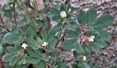 Acmispon denticulatus