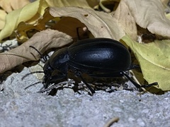 Blaps lusitanica