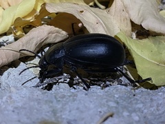 Blaps lusitanica