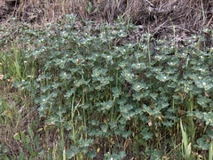 Acmispon denticulatus