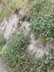 Acmispon denticulatus