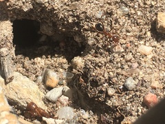 Formica pallidefulva