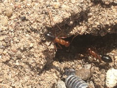 Formica pallidefulva