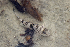 Yongeichthys nebulosus