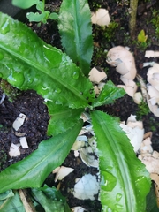 Eryngium foetidum