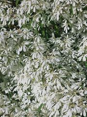 Euphorbia leucocephala