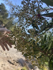 Heteromeles arbutifolia