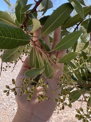 Heteromeles arbutifolia