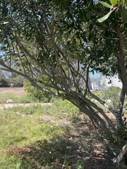 Heteromeles arbutifolia