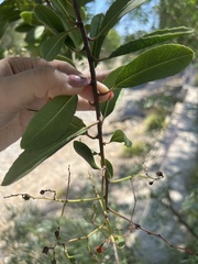 Heteromeles arbutifolia