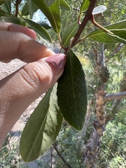 Heteromeles arbutifolia