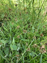 Euchiton gymnocephalus