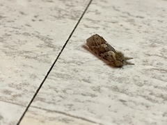 Phymatopus hectoides