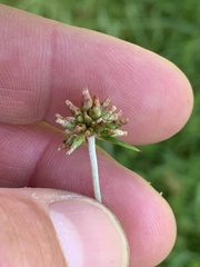 Euchiton gymnocephalus
