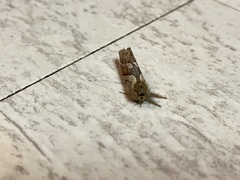 Phymatopus hectoides