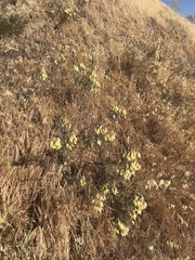 Astragalus asymmetricus