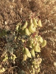 Astragalus asymmetricus