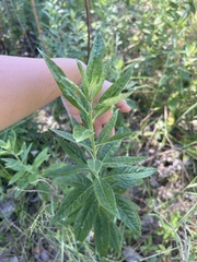 Artemisia douglasiana