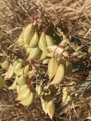 Astragalus asymmetricus