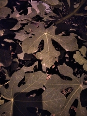 Ficus carica