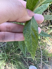Artemisia douglasiana