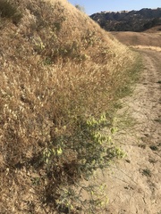 Astragalus asymmetricus