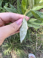 Artemisia douglasiana