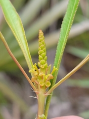 Stillingia sylvatica tenuis