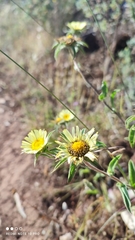 Pallenis spinosa spinosa