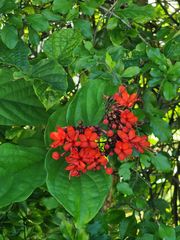 Clerodendrum splendens