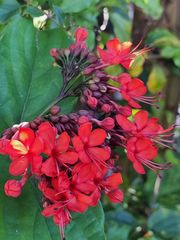 Clerodendrum splendens