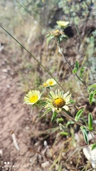 Pallenis spinosa spinosa