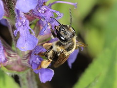 Andrena dorsata