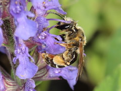 Andrena dorsata