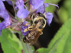 Andrena dorsata