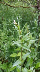 Epilobium hallianum