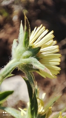 Pallenis spinosa spinosa