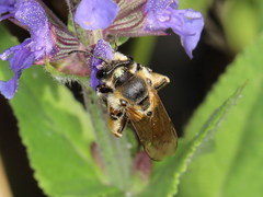 Andrena dorsata