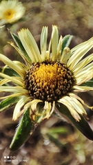 Pallenis spinosa spinosa