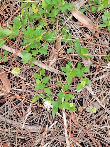 Image of Small-leaf squarestem by (c) Jay Horn, some rights reserved (CC BY)
