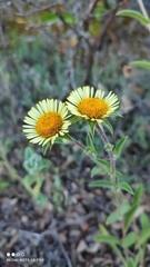 Pallenis spinosa spinosa