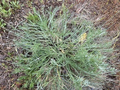 Artemisia campestris pacifica